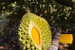Vì sao giá sầu riêng giảm 'sốc'?