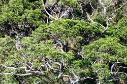 VQG Phong Nha - Kẻ B&agrave;ng ban h&agrave;nh phương &aacute;n mới về quản l&yacute;, bảo vệ quần thể B&aacute;ch xanh n&uacute;i đ&aacute;