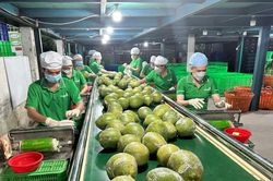 TP Hồ Chí Minh tiếp sức nông sản Việt chinh phục thị trường toàn cầu