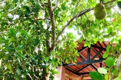 Cải tạo vườn tạp - màu xanh bắt đầu từ mỗi mái nhà