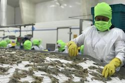 Xuất khẩu t&ocirc;m tăng mạnh nhưng vẫn đối mặt với nhiều th&aacute;ch thức