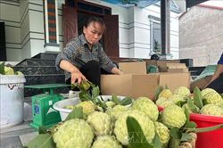 Mùa na ngọt vùng chân núi Tam Đảo
