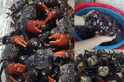 Đặc sản c&aacute;y mật v&agrave;o m&ugrave;a, gi&aacute; tới 220.000 đồng/kg vẫn h&uacute;t kh&aacute;ch