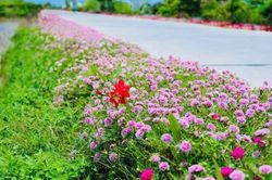 Xã Di Linh triển khai chiến dịch 'Người người trồng hoa, nhà nhà trồng hoa, cây xanh'