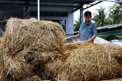 Thạc sĩ trẻ khởi nghiệp với mô hình nấm rơm tuần hoàn