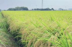 Lâm Đồng triển khai phân cấp chứng nhận chủng loại gạo thơm xuất khẩu