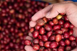 Giá cà phê giảm nhẹ 200-300 đồng/kg, thị trường đi ngang