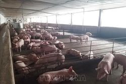 Đồng Nai kiểm tra, xử l&yacute; trại nu&ocirc;i lợn 'vỗ b&eacute;o' sử dụng chất cấm