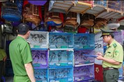 Đồng Th&aacute;p siết chặt kiểm tra, xử l&yacute; vi phạm về động vật hoang d&atilde;