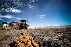 Colorado: Nông dân chuyển đổi luân canh để duy trì sản xuất khoai tây
