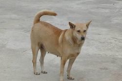 Triều Tiên khuyên người dân ăn thịt chó để chống lại đợt nắng nóng gay gắt