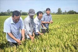 'Cầu nối' thúc đẩy sản xuất lúa chất lượng cao, phát thải thấp