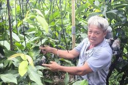 Cây giống tăng giá, hút hàng mùa chính vụ