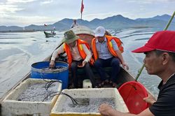 Thả tái tạo 25 ngàn con giống thủy sản nước lợ tại đầm Cầu Hai