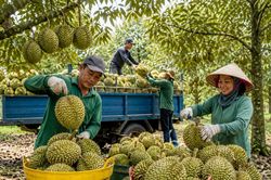 Sầu riêng hướng tới mốc 4 tỷ USD: Cơ hội lớn, áp lực chuẩn hóa chuỗi càng cao