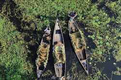 Mùa thu hoạch hoa súng ở Bangladesh