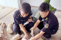 Hải quan triệt phá vụ buôn lậu ngà voi lớn tại miền Trung, thu giữ hơn 1,2 tấn tang vật