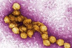 Hy Lạp tăng cường ứng phó khi số ca nhiễm virus Tây sông Nile tăng cao