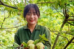 Thái Nguyên: Cây na mở hướng làm giàu trên vùng đất đồi