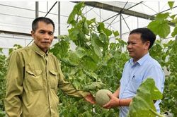 Ứng Thiên (Hà Nội): Tạo diện mạo nông thôn mới từ nông nghiệp xanh, hiện đại
