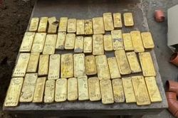 Một sinh viên vô tình phát hiện số vàng trị giá gần 274 tỷ đồng