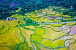 Đắm m&igrave;nh trong sắc v&agrave;ng m&ugrave;a l&uacute;a ch&iacute;n ở Quảng Ng&atilde;i