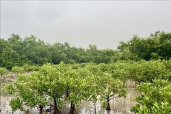 Ứng ph&oacute; thi&ecirc;n tai v&agrave; biến đổi kh&iacute; hậu ở xứ Thanh - B&agrave;i 2: Nỗ lực ph&aacute;t triển rừng ngập mặn