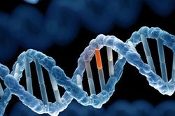 Phát hiện gene 'công tắc tổng' giúp duy trì cân bằng cơ thể