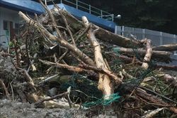 Hàn Quốc: Hủy toàn bộ Lễ hội hoa đảo Geoje do thiệt hại bởi mưa lớn