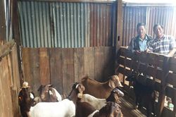 Nam Hà Lâm Hà triển khai mô hình nuôi dê Boer theo hướng kinh tế tuần hoàn