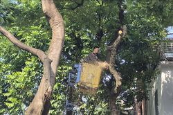 Hà Nội: Chủ động cắt tỉa cây xanh, phòng ngừa rủi ro khi mưa bão lớn