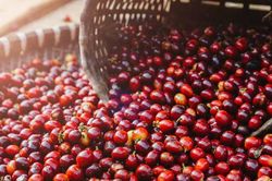 Giảm 500 đồng/kg, giá cà phê vẫn có nhiều kỳ vọng tăng