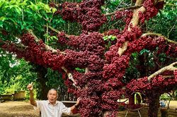 Cận cảnh cây đỏ trăm tuổi ở Đắk Lắk được công nhận là cây di sản Việt Nam