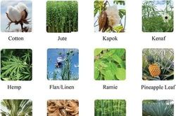 12 loài cây có thể biến thành sợi, nhiều loại bạn không thể ngờ tới