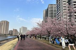 Nhật Bản 'sốt' cuộc đua giành vị trí thủ đô dự phòng cho Tokyo