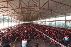 Quảng Ninh: Hướng dẫn c&ocirc;ng t&aacute;c đảm bảo an to&agrave;n cho vật nu&ocirc;i trong m&ugrave;a mưa b&atilde;o năm 2026.