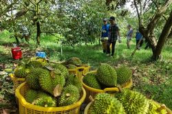 Đưa dòng vốn về vùng trồng, nâng sức cạnh tranh cho sầu riêng Việt
