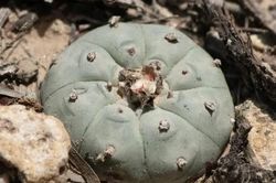 Những loài thực vật kỳ lạ có thể khiến não bộ 'nhìn thấy' một thế giới khác