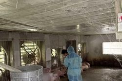Một trang trại ở Phú Thọ tiêu hủy gần 1.900 con lợn vì dịch tả châu Phi