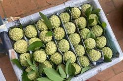 Na Chi Lăng vào mùa, giá bán lên tới 120.000 đồng/kg