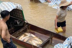 Mực nước sụt bất thường tại thủy điện Cẩm Thủy 1, gần 10 tấn cá lồng chết