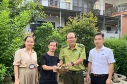 Người dân chủ động giao nộp rùa núi viền quý hiếm