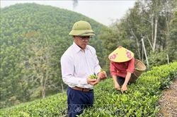 Người hồi sinh cây chè Bình Sơn trên đất bạc màu