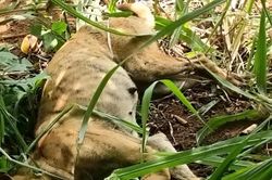 Chó nghi mắc bệnh dại cắn 8 người ở xã Đông Sơn