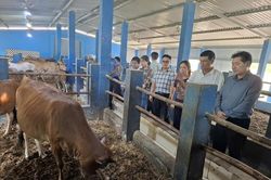 Thúc đẩy chăn nuôi theo hướng kinh tế tuần hoàn