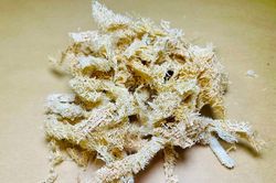 Xơ mướp - thứ tưởng bỏ đi lại là vị thuốc