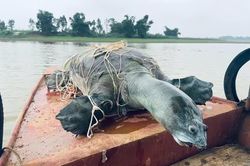 Cần thêm bằng chứng về khả năng còn rùa Hồ Gươm tại hồ Đồng Mô