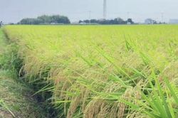Xã Di Linh rà soát gần 288 ha lúa một vụ để nâng cao hiệu quả sản xuất