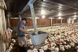 Thu đến 20 tỷ đồng/năm từ nuôi gà công nghiệp công nghệ cao