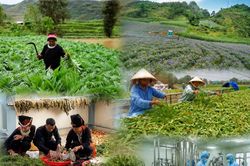 Lào Cai đặt mục tiêu phát triển hơn 8.500ha vùng dược liệu đến năm 2030